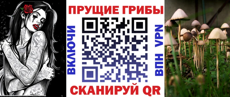 Купить  Пойковский  Галлюциногенные грибы Psilocybine cubensis 